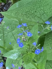 Brunnera