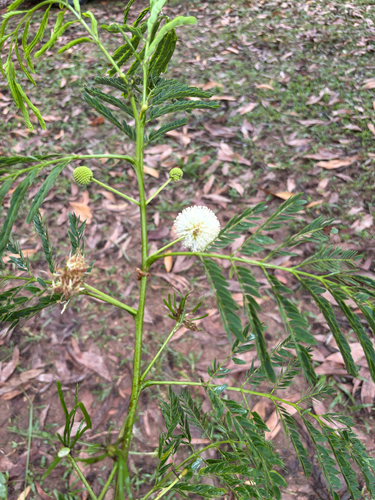 White leadtree