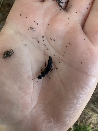 iNaturalist observation photo of Tasgius ater