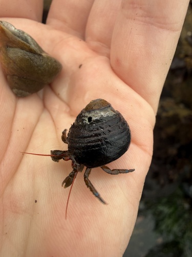 iNaturalist observation photo of Blueband Hermit Crab