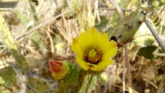 Opuntia fuliginosa