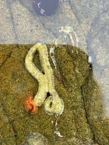 iNaturalist observation photo of Red-trumpet Calcareous Tubeworm