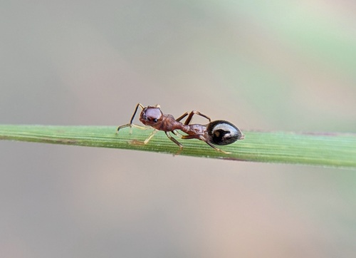 Slender Ant Mimicking Jumping Spider