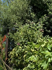 Calypte anna