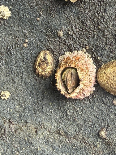 iNaturalist observation photo of Pink Volcano Barnacle