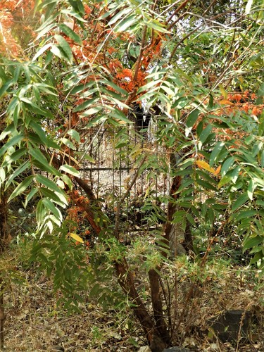 Fire-flame bush