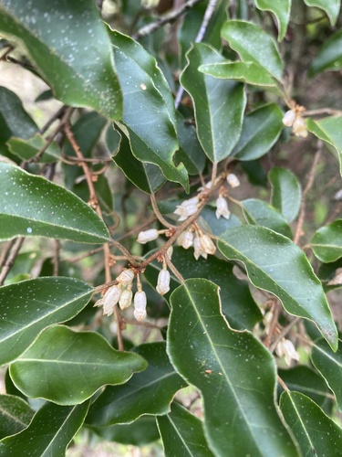 Elaeagnus thunbergii