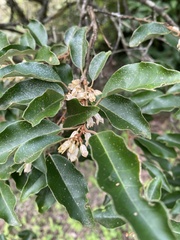Elaeagnus thunbergii, photograph author not stated, no rights reserved