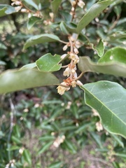 Elaeagnus thunbergii, photograph author not stated, no rights reserved