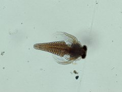 Polyartemia forcipata