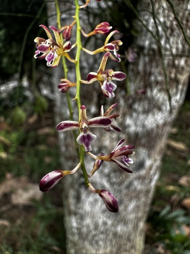 Acriopsis liliifolia observed 2026-07-06