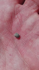 Littorina saxatilis