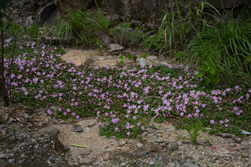 Twelve-stamened Melastoma