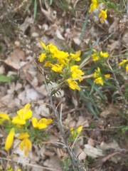 Genista tinctoria