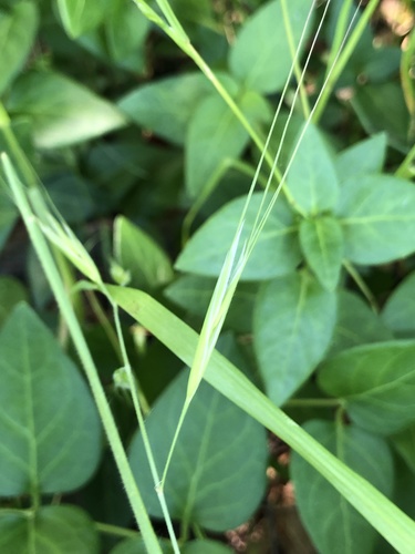 Bromus rigidus, photograph 6