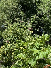 Calypte anna