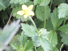 Geum urbanum