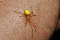 Enoplognatha afrodite