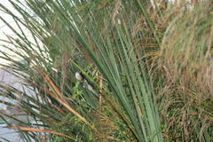 Bradypterus baboecala