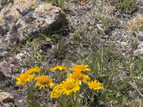iNaturalist observation photo of Gossamer-winged Butterflies