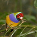 Gouldian Finch - Photo (c) Josh More, some rights reserved (CC BY-NC-ND)