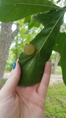 Amphibolips quercusracemaria