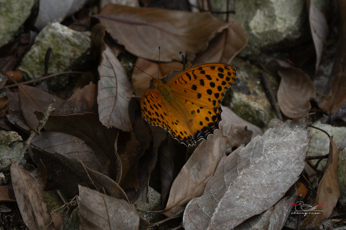 Tropical Fritillary