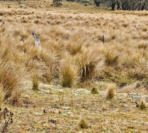 Eastern Grey Kangaroo