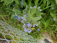 Pentaglottis sempervirens
