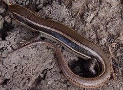 Plestiodon skiltonianus skiltonianus