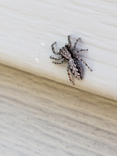 California Flattened Jumping Spider