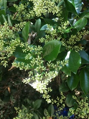 Pittosporaceae