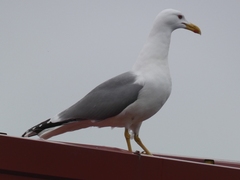 Larus michahellis