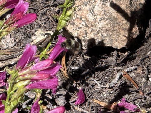iNaturalist observation photo of Black-tailed Bumble Bee