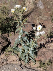Argemone munita