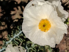 Argemone munita