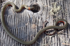 Diadophis punctatus vandenburgii