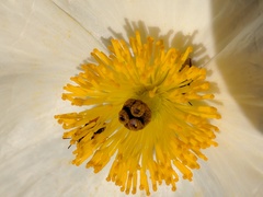 Argemone munita