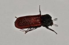 Bostrichus capucinus