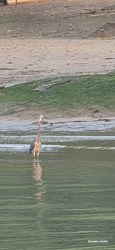 Great-billed Heron (Ardea sumatrana), photo 4