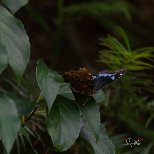 Blue Admiral