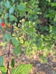(c) Jana Winberg, some rights reserved (CC BY) Viburnum scabrellum, photograph (c) Jana Winberg, some rights reserved (CC BY)