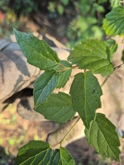 (c) Jana Winberg, some rights reserved (CC BY) Viburnum scabrellum, photograph (c) Jana Winberg, some rights reserved (CC BY)