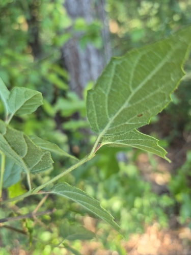 Viburnum scabrellum, photograph 5