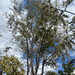 Acacia goetzei