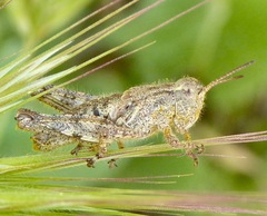 Aeoloplides fuscipes