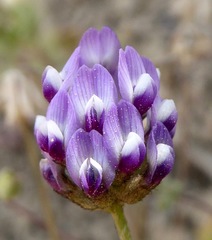 Astragalus didymocarpus