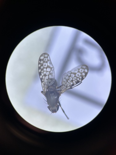 Sapromyza mallochiana