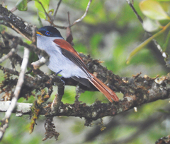 Terpsiphone bourbonnensis