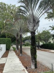 Dypsis decaryi